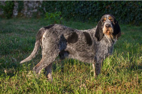 Find Griffon Bleu de Gascogne puppies for sale