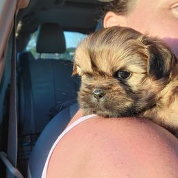 Shih Tzu Puppies from Chimera Shih Tzu