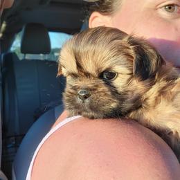 Shih Tzu Puppies from Chimera Shih Tzu