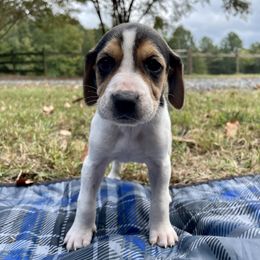 Girl 2 - American Foxhound puppy in Waxhaw, North Carolina from Setting Sun Kennel