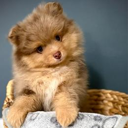 Blossom - Lavender female Pomeranian puppy in Foley, Alabama from Southern Gem's Pomeranian