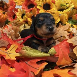 Red Collar - Black and tan male Dachshund puppy in Belfair, Washington from Devoted Doxies, Lorraine’s Yorkies