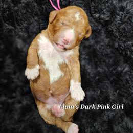 Dark Pink Girl - Red female Labradoodle puppy in Payson, Utah from Utah County Labradoodles