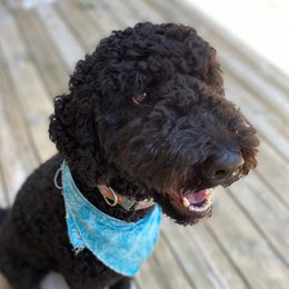 Luna - Goldendoodle