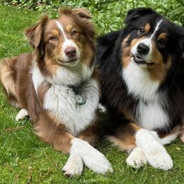 Australian Shepherds from Trailside Aussies
