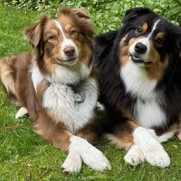 Australian Shepherds from Trailside Aussies