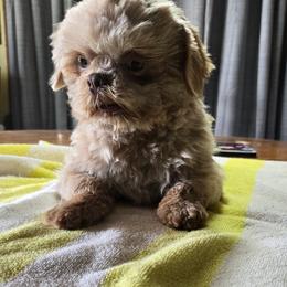 ACA pet or in home breeding program. - Lilac male Shih Tzu puppy in Missouri from Farm Animal Mommy Shih tzu's Michalek Dog Breeder