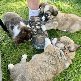 American Corgi Puppies from Patriot American Corgi