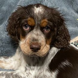 English Springer Spaniels from Little Moore English Springer Spaniels