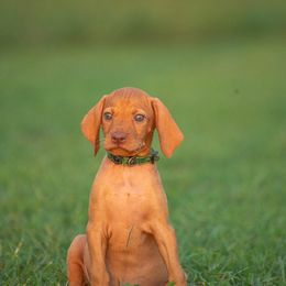 German Shorthaired Pointer and Vizsla Puppies from Nosam Kennels