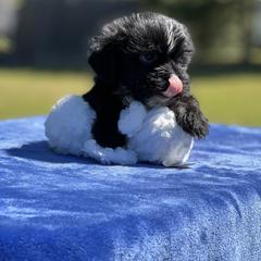 Poodle, Shihpoo, Shih Tzu, and Shorkie Puppies from Oodles of Poodles & Doodles