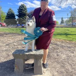 Siberian Husky All Grown Up from Twilights Kennel