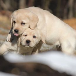 Labrador Retrievers from Boyne Labradors