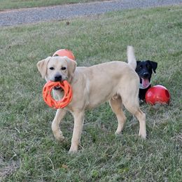 Golden Retriever and Labrador Retriever Puppies from Folklore Canine L.L.C