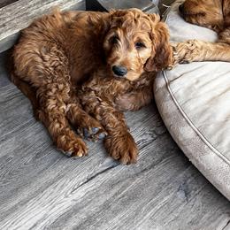 Goldendoodle Puppies from High Desert Doodles