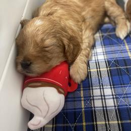 Goldendoodle Puppies from Graystone Doodles