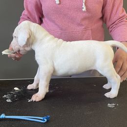 Boy 7 - Great Dane puppy in Lake View, New York from North Park Great Danes