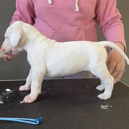 Boy 7 - Great Dane puppy in Lake View, New York from North Park Great Danes