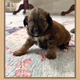 Boy 3 Aussie - Red male Miniature Australian Shepherd puppy in Pensacola, Florida from TNT MINI AUSSIES