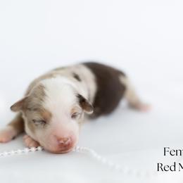 Pearl - Red merle female Miniature Australian Shepherd puppy in Wooster, Ohio from Kari's Mini Aussies