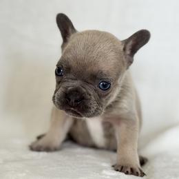 Boy 1 - Blue fawn male French Bulldog puppy in Walnut, California from Flores Frenchies