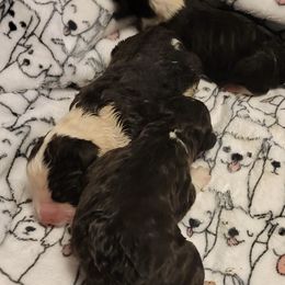 Old English Sheepdogs and Sheepadoodles from By Well Kennels
