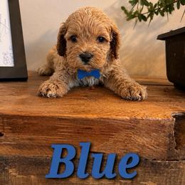 Blue Boy - Buff male Cockapoo puppy in Covington, Louisiana from MyKy Puppies