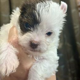 Forest - Chocolate, tan and white male Yorkshire Terrier puppy in Tangipahoa County, Louisiana from Riche’ Louisiana Yorkies