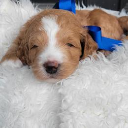 Mickey - Apricot male Goldendoodle puppy in Warrior, Alabama from Elite Goldendoodles and Bernedoodles