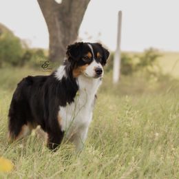 Australian Shepherds and Miniature Australian Shepherds from Ridgestar Aussies