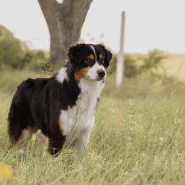 Australian Shepherds and Miniature Australian Shepherds from Ridgestar Aussies