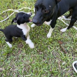 Rat Terrier Puppies from Haiku Rat Terriers