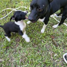 Rat Terrier Puppies from Haiku Rat Terriers