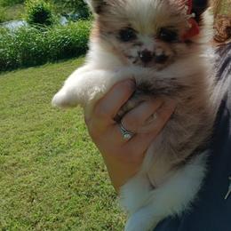 Belle - Chocolate merle female Pomeranian puppy in Ada, Oklahoma from Once Upon A Fluff