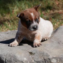 Pugsley - Red mottled male Australian Cattle Dog puppy in Buffalo Valley, Tennessee from Buffalo Valley Breeders