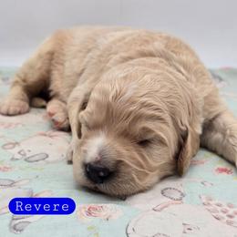 Revere - Apricot male Goldendoodle puppy in Neillsville, Wisconsin from Granton Creek
