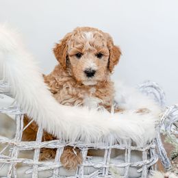 Goldendoodle Puppies from Woodstock Doodles, LLC