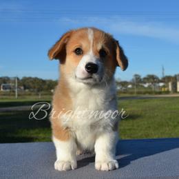Maple - Red female Pembroke Welsh Corgi puppy in Edna, Texas from MG Corgis