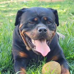 Sophie Ann - Rottweiler