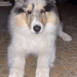 Collies from Annette's Collies