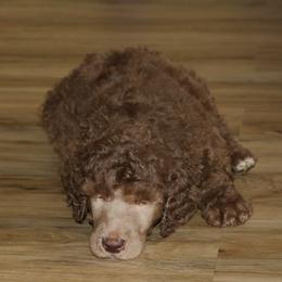 Poodle Puppies from RK'S Pets