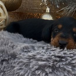 Abby - Black and tan female Dachshund puppy in Desloge, Missouri from Snows Doxies