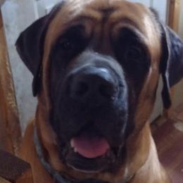Mastiffs from Angela's Mastiffs