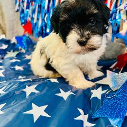 Mercedes - Black and white female Havanese puppy in Hawthorne, Florida from Havanese Acres