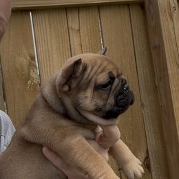 Bulldog and French Bulldog Puppies from Brickyard Bulldogs