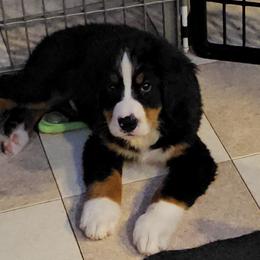 Orange boy - Black rust and white Bernese Mountain Dog puppy in Lecanto, Florida from DBDR Berners and Saints