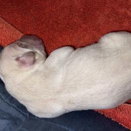 Labrador Retriever Puppies from Gathering Branch Labradors