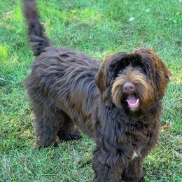 Marco - Australian Labradoodle