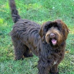 Marco - Australian Labradoodle