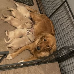 Golden Retriever Puppies from Family Loved Golden Retrievers